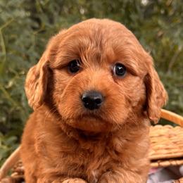 Girl 1 - Red  female Goldendoodle puppy in Vacaville, California from Starlight Goldendoodles