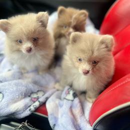 Finkey - Lavender male Pomeranian puppy in Brentwood, California from Royalpawpoms