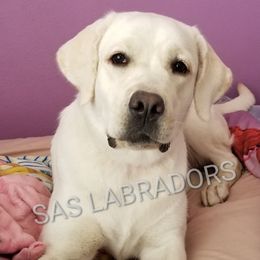 London - Labrador Retriever