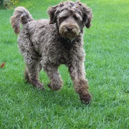 Sol - Australian Labradoodle