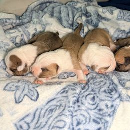 Girl 3 - Red female American Staffordshire Terrier puppy in Georgia from Ynez Kennels