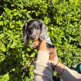 Amari - Dapple male Dachshund puppy in North Hills, California from Mini Dachshunds
