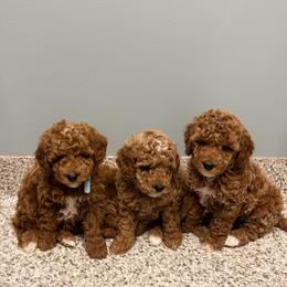 Bernedoodle, Goldendoodle, and Poodle Puppies from 4goldendoodles