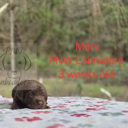 Marv - Chocolate male Labrador Retriever puppy in Rogue River, Oregon from PNW Labradors