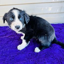 Ash - Black & white male Australian Shepherd puppy in Charlotte, North Carolina from Awesome Aussies
