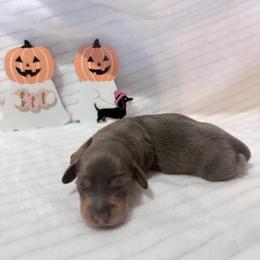 Nico - Blue and tan male Dachshund puppy in Hillsville, Virginia from Bonderosa Kennels