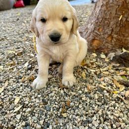 Golden Retriever Puppies from Wishaw Whisky Golden Retrievers