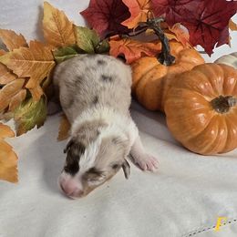 Girl 2 - Red merle female Australian Shepherd puppy in Lakeland, Florida from Diamond P Australian Shepherds