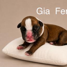 Gia - Fawn female Boxer puppy in Abilene, Texas from L&L Euro Boxers and Small Town Shih Tzus