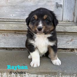 Rayban - Black tri-color male Australian Shepherd puppy in El Dorado Springs, Missouri from OR Aussies