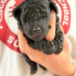 Elsie - Silver female Poodle puppy in Flagstaff, Arizona from Fido Dei Poodles