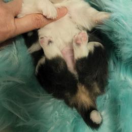 Chihuahua Puppies from OutLaw Chihuahua's