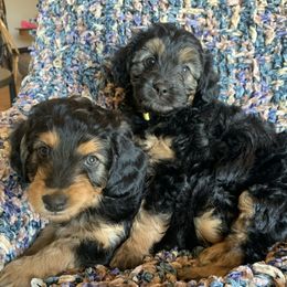 Aussiedoodle Puppies from North Idaho Miniature Aussiedoodles