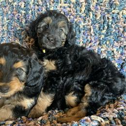 Aussiedoodle Puppies from North Idaho Miniature Aussiedoodles