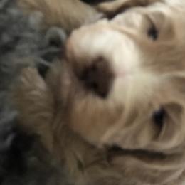 Australian Labradoodle Puppies from Asheville Doodles