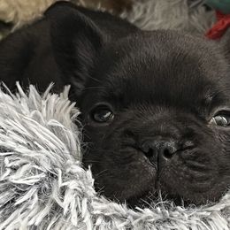 Dilute Retrievers, French Bulldogs, and Labrador Retrievers from Quiet Valley Ranch Labradors and Frenchies