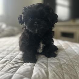 Shih Tzu Puppies from Butterfly Shih Tzu Pups