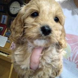 Cockapoo Puppies from Ouachita River Cockapoos