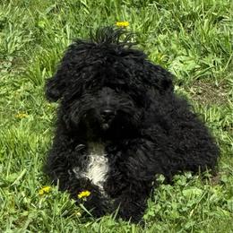 Finn - Black and white male Aussiedoodle puppy in Deer Park, Washington from Doodle Paw Ranch
