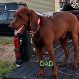 Dan - Redbone Coonhound
