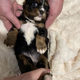 Cavalier King Charles Spaniel Puppies from Cassie’s Cavaliers