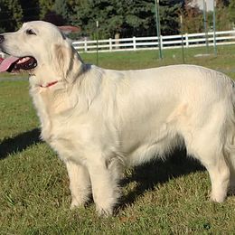 Golden Retriever All Grown Up from Tradition Kennel Retrievers and Spaniels