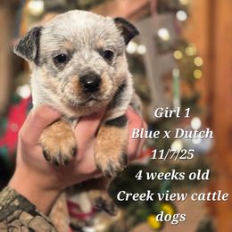 Girl 1 - Blue female Australian Cattle Dog puppy in Monroe, North Carolina from Creek View Cattle Dogs