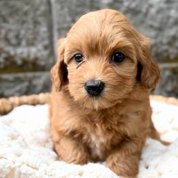 Gray - Red male Australian Labradoodle puppy in Auburn, Washington from West Valley Labradoodles