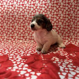 Green heart male (dapple piebald) - Piebald male Dachshund puppy in Chehalis, Washington from McJazzin Doxies