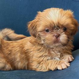 Carmela - Gold and white female Shih Tzu puppy in Victorville, California from RUMBLE n TUMBLE