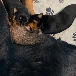 Pink collar - Black and mahogany female Rottweiler puppy in Ridgeland, South Carolina from VHK Rottweilers