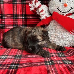 Girl 3 dark purple - Brindle female Bouvier des Flandres puppy in Ashtabula, Ohio from Beulah Bouviers and Havanese