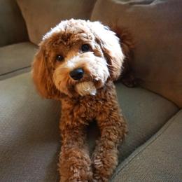 Cavalier King Charles Spaniels and Cavapoos from Rocky Top Cavapoos