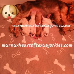 EsPoir - Parti female Yorkshire Terrier puppy in Humble, Texas from Marnax Yorkshire Babies
