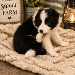 Female 3 - Black female Border Collie puppy in Shell Knob, Missouri from Stoneridge Kennel