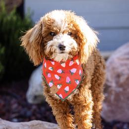 Lue - Goldendoodle