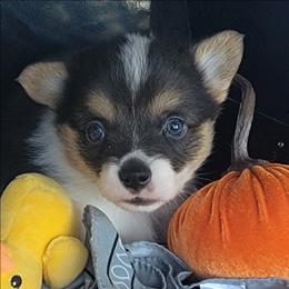 Silver bandana boy - Black and tan male Pembroke Welsh Corgi puppy in Cherokee, Oklahoma from MCS Farms-OK