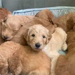 Goldendoodles from Nadia Ward's Doodles