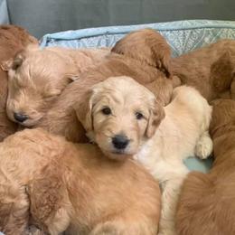 Goldendoodles from Nadia Ward's Doodles