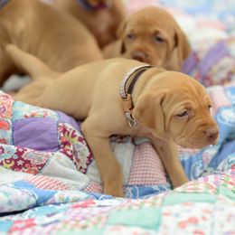 Bowen - Golden rust male Vizsla puppy in Clemons, Iowa from Kaylee’s Vizslas