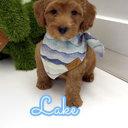 Lake - Red male Cavapoo puppy in Buford, Georgia from Petite Posh Puppies