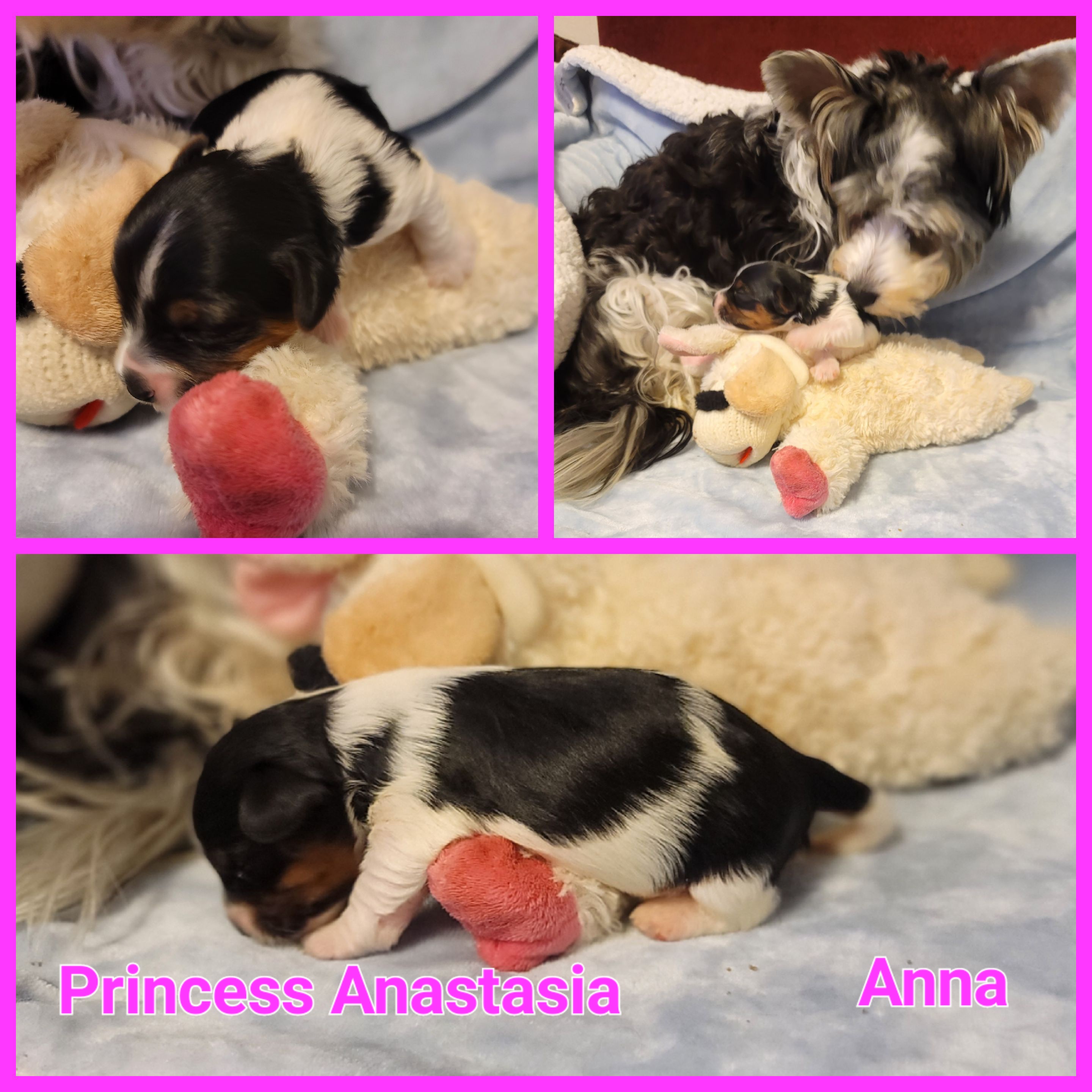 Biewer Terrier Puppies from ORBiT Ohio River Biewer Terriers