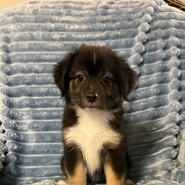 Mrs. Cooper - Black tri female Miniature Australian Shepherd puppy in Washington, Indiana from Southern Indiana Mini Aussies