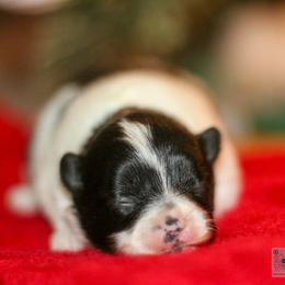 Janey - Black parti female Pomeranian puppy in Bremen, Indiana from AMS Pomeranians and Pomskies in Indiana
