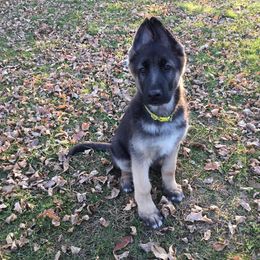 German Shepherd Puppies from Steffca