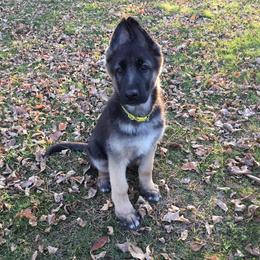 German Shepherd Puppies from Steffca