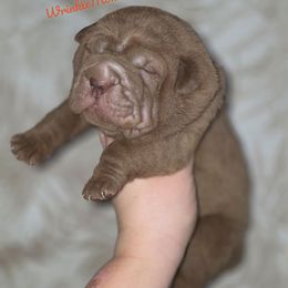 Trixie (Pink) - Chocolate dilute female Chinese Shar-Pei puppy in Salem, Ohio from WrinkleMonsters
