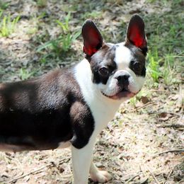 Brandi - Boston Terrier