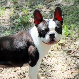 Brandi - Boston Terrier