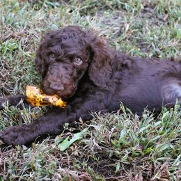 Johnny - Chocolate Labradoodle puppy in Lanexa, Virginia from Lees Reach Farm